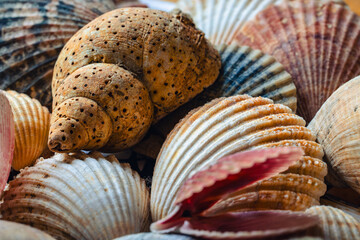 A collection of shells collected on beaches in Ireland