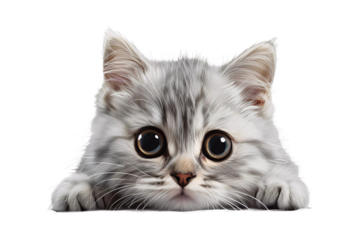 Cute silver shaded Cat lying on the ground, adorable, sweet, pet, meow