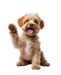 Little Teddy giving high five, dog, cute, surface, isolated © Top image