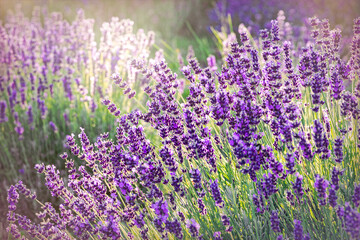 Fototapeta premium Sunny summer purple lavender field