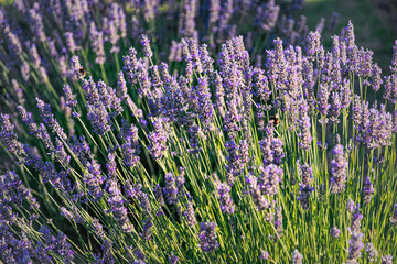 Fototapeta premium Sunny summer purple lavender field