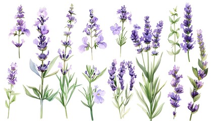 Lavender flowers on the white background