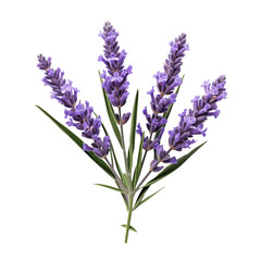 Obraz premium lavender flowers isolated on white