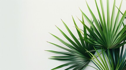 Green Palm Leaves Against White Background