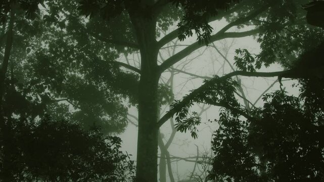 Up in the mountains of Costa Rica - in the cloud forrest