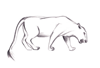 Obraz premium Pencil drawing of a lioness on a transparent background