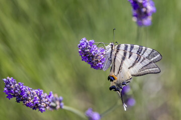 Flambé (Iphiclides podalirius) foraging on a sprig of lavender in Provence