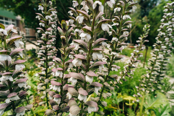 Acanthus mollis Bear Breeches a spring summer flowering plant with a white summertime flower
