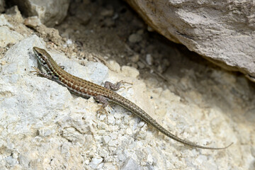 Milos-Mauereidechse - Weibchen // Milos wall lizard - female (Podarcis milensis) - Milos, Greece