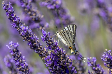 Flambé (Iphiclides podalirius) foraging on a sprig of lavender in Provence