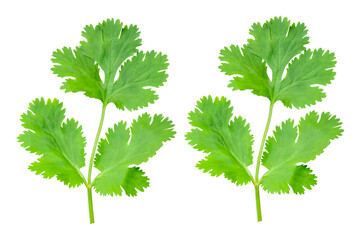 Top view set of fresh green coriander leaves isolated on white background with clipping path