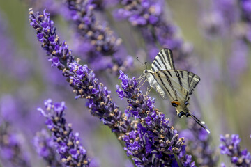 Flambé (Iphiclides podalirius) foraging on a sprig of lavender in Provence