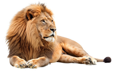 Fototapeta premium A stunning portrait of a majestic lion lying down, showcasing its magnificent mane and regal presence against a clean, white background. The lion's attentive expression and relaxed pose 