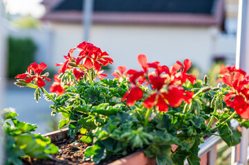 Red geranium in a balcony pot. Cranesbill