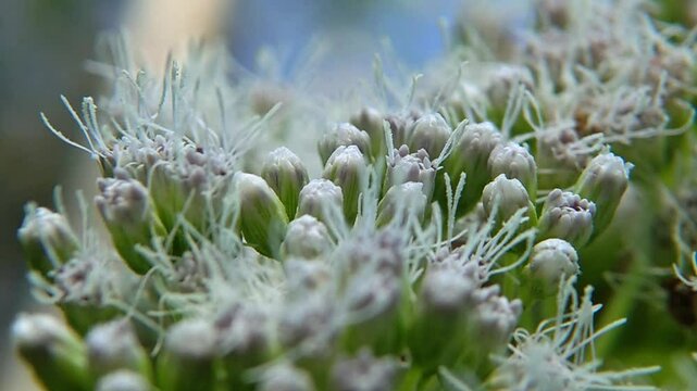 Eupatorium perfoliatum or boneset flower. Small white wildflowers in tropical forest
