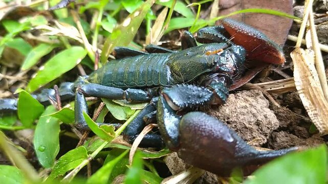 Scorpions are dangerous animals, they have deadly poison. Wild animal with poison in the tail