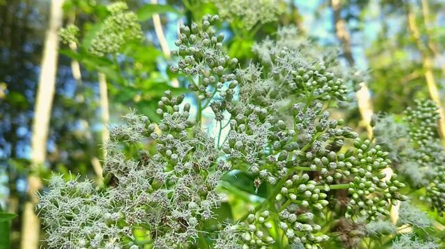 Eupatorium perfoliatum or boneset flower. Small white wildflowers in tropical forest