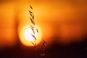 Obraz premium grassy stem in the red evening sun of Provence