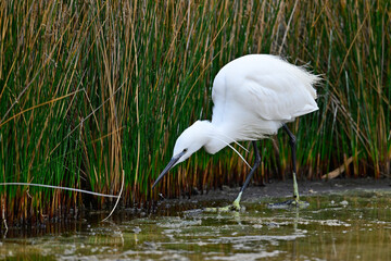 Little egret // Seidenreiher (Egretta garzetta) - Milos, Greece