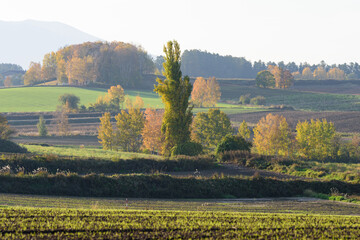 北海道美瑛の紅葉風景