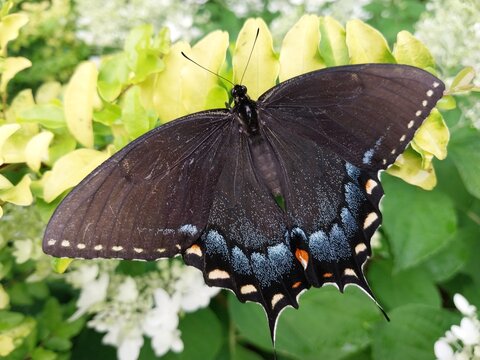 Spicebush Swallowtail Butterfly 