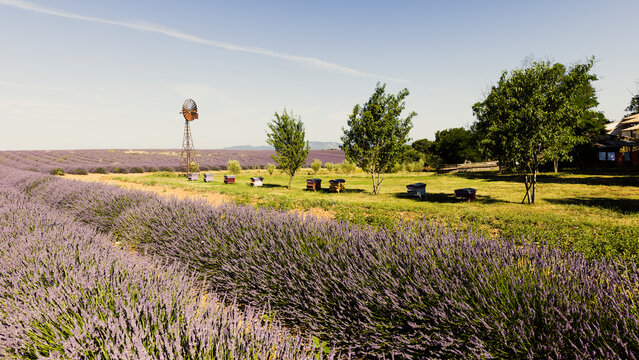 Lavender field on the Valensole plateau in Provence