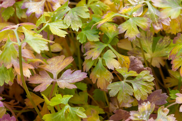Parsley leaves grown in full sun were scorched by the summer heat and sun due to a lack of water,...