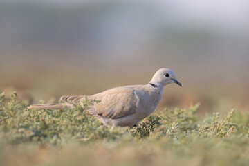 Ring necked dove standing on the ground. Bird background.