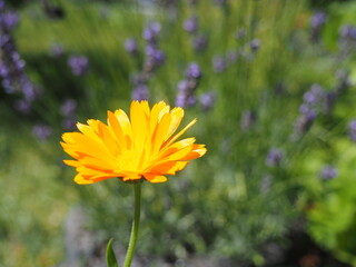 Żółty kwiat nagietka na tle lawendy