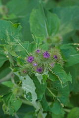 Common burdock (Arctium minus)