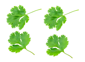 Top view set of fresh green coriander leaves isolated with clipping path in png file format