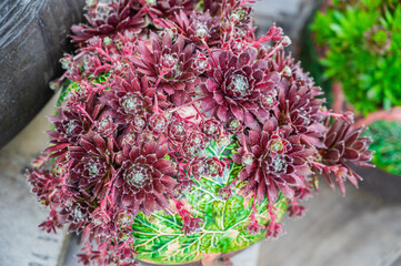 Succulent plant of the genus Molodilo (Sempervivum) from the Crassulaceae family. Sempervivum...
