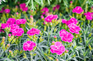 Potted carnation. Growing Chinese carnations in a pot