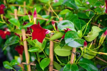 Mandevilla sanderi. climbing flowering plant