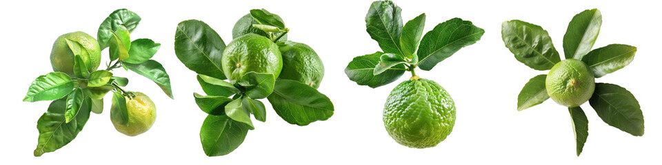 Set of Fresh Begamot with leaves isolated on transparent background