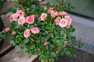 Beautiful bush of soft pink or coral roses