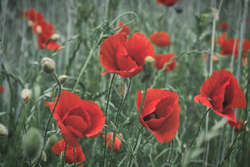 Corn poppy in a cornfield with red petals. Red splashes of color in green surroundings