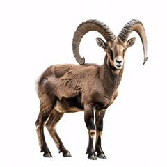 Obraz premium mountain goat isolated on white background