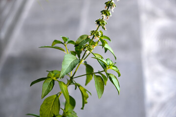 Kemangi or basil branch green leaves 
