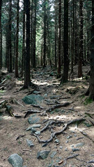 Tree roots in a pine mountain forest after erosion. Polish mountains