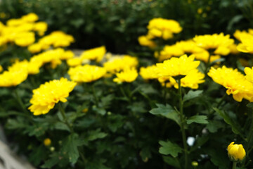 Blurred Yellow chrysanthemum plants herbs flowers
