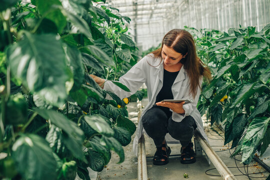 Bioengineer, scientist collects data for research on new variety pepper in greenhouse. Agricultural engineer, biologist in lab coat with tablet walks between rows of growing bell peppers in greenhouse