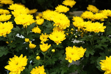 Yellow chrysanthemum plants herbs flowers
