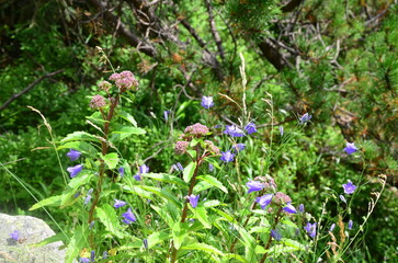 flowers in the grass