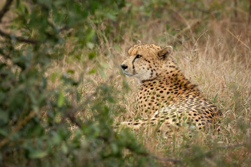 A magnificent cheetah lying quietly but on full alert in its grass and thornbush habitat while it looks around carefully for danger or possible prey in a game reserve in South Africa.
