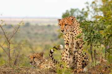 A beautiful cheetah sitting with its head held low and twitching its tail next to its partner as they use their observation mound to look for possible prey in the Kruger National Park in South Africa.