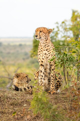 A portrait of a magnificent cheetah sitting upright on an observation mound and looking out for possible prey while its partner looks in another direction in the Kruger National Park in South Africa.