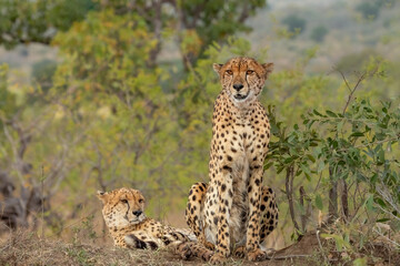 A magnificent cheetah sits upright and its partner raises its head as they occupy their observation mound and look carefully around for possible prey in the Kruger National Park in South Africa.