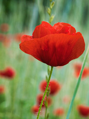 Naklejka premium Corn poppy in a summer meadow with red petals. Wildflower from nature. Red splashes