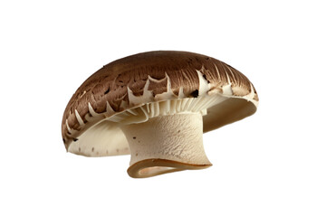 mushroom isolated on white background